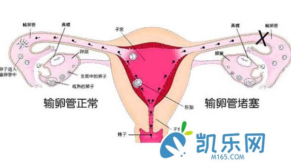 高龄孕妇做试管婴儿前为什么要验血激素？(图2)