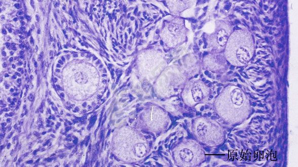 试管促排11天卵泡不均匀形态不好是怎么回事？(图2)