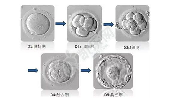 试管移植两个比一个成功率高吗?出现双胞胎的概率是多少？(图2)