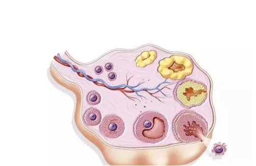 卵泡发育的规律和特点 这些知识带你了解