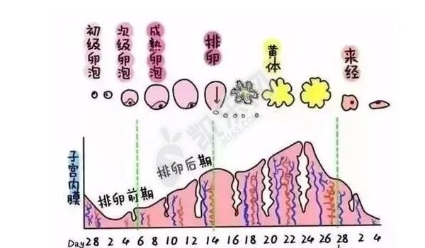 子宫内膜厚度不达标有哪些原因 不孕女性一定要了解(图2)