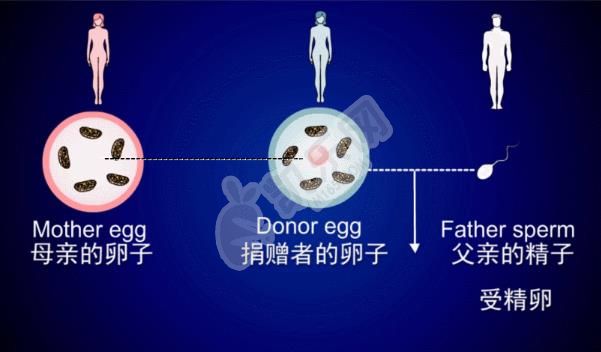 做供卵试管合法吗 看你有没有这些情况(图1)