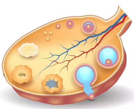 卵泡发育不好怎么办 ，最新相关问题答疑汇总