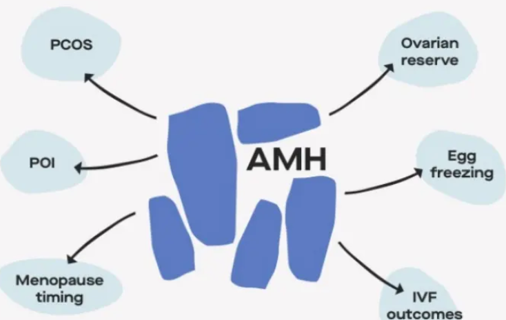 AMH值0.05自然怀孕几率小，通过试管好孕几率更高