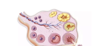 卵泡发育的规律和特点 这些知识带你了解