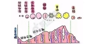 子宫内膜厚度不达标有哪些原因 不孕女性一定要了解