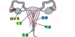 试管百科：卵巢早衰女性做试管婴儿要做第几代