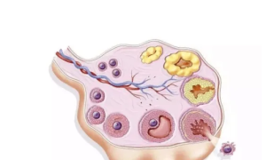 卵泡发育的规律和特点 这些知识带你了解