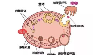 2022试管婴儿科普什么是卵泡期，带你全方位了解