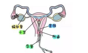 试管百科：卵巢早衰女性做试管婴儿要做第几代